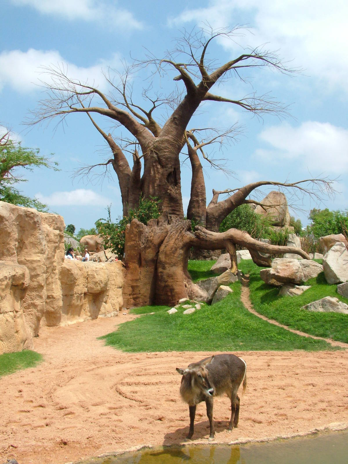 Main Savannah at Bioparc Valencia, 28/05/11