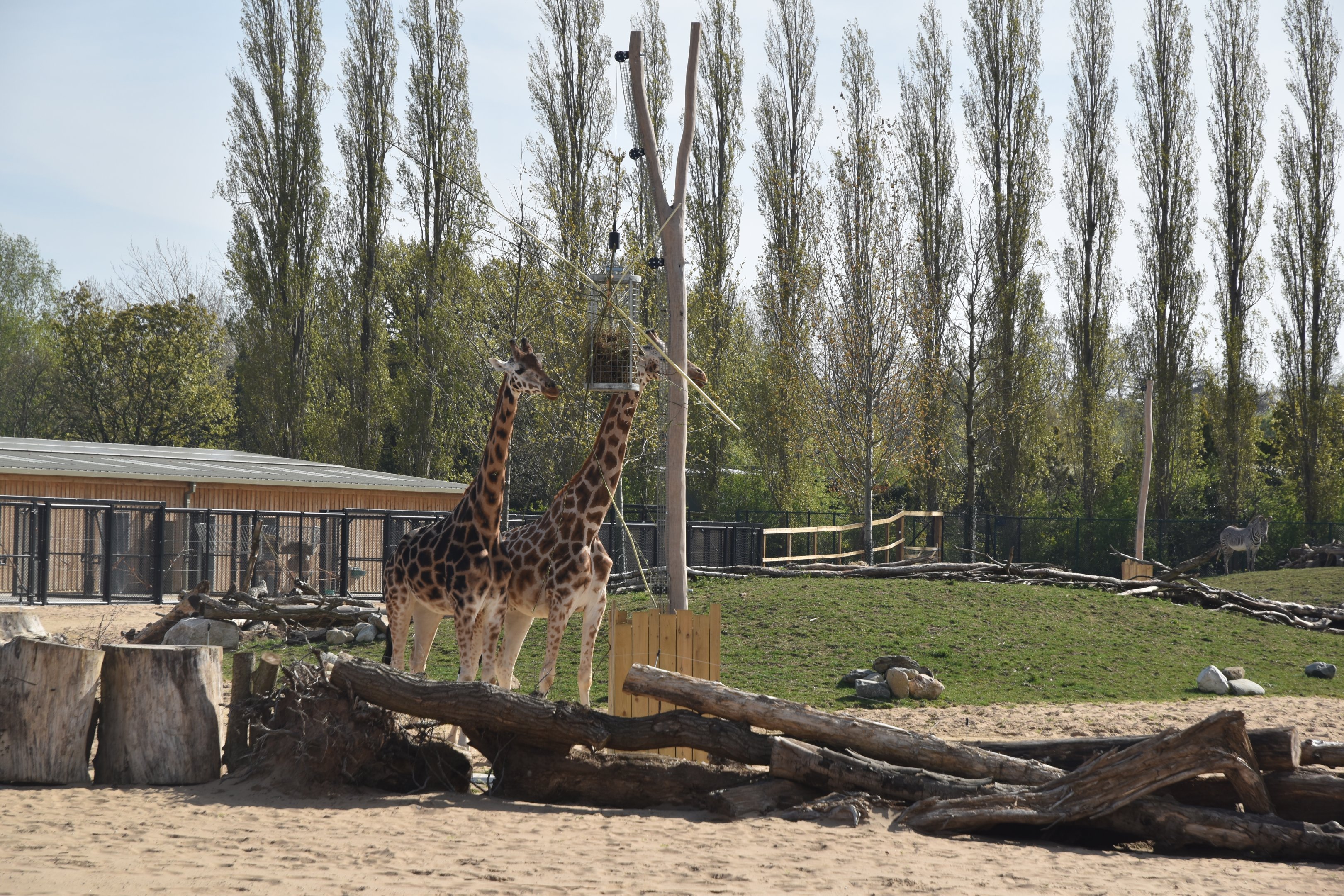 Main Savannah, Heart of Africa at Chester, 12th April 2025