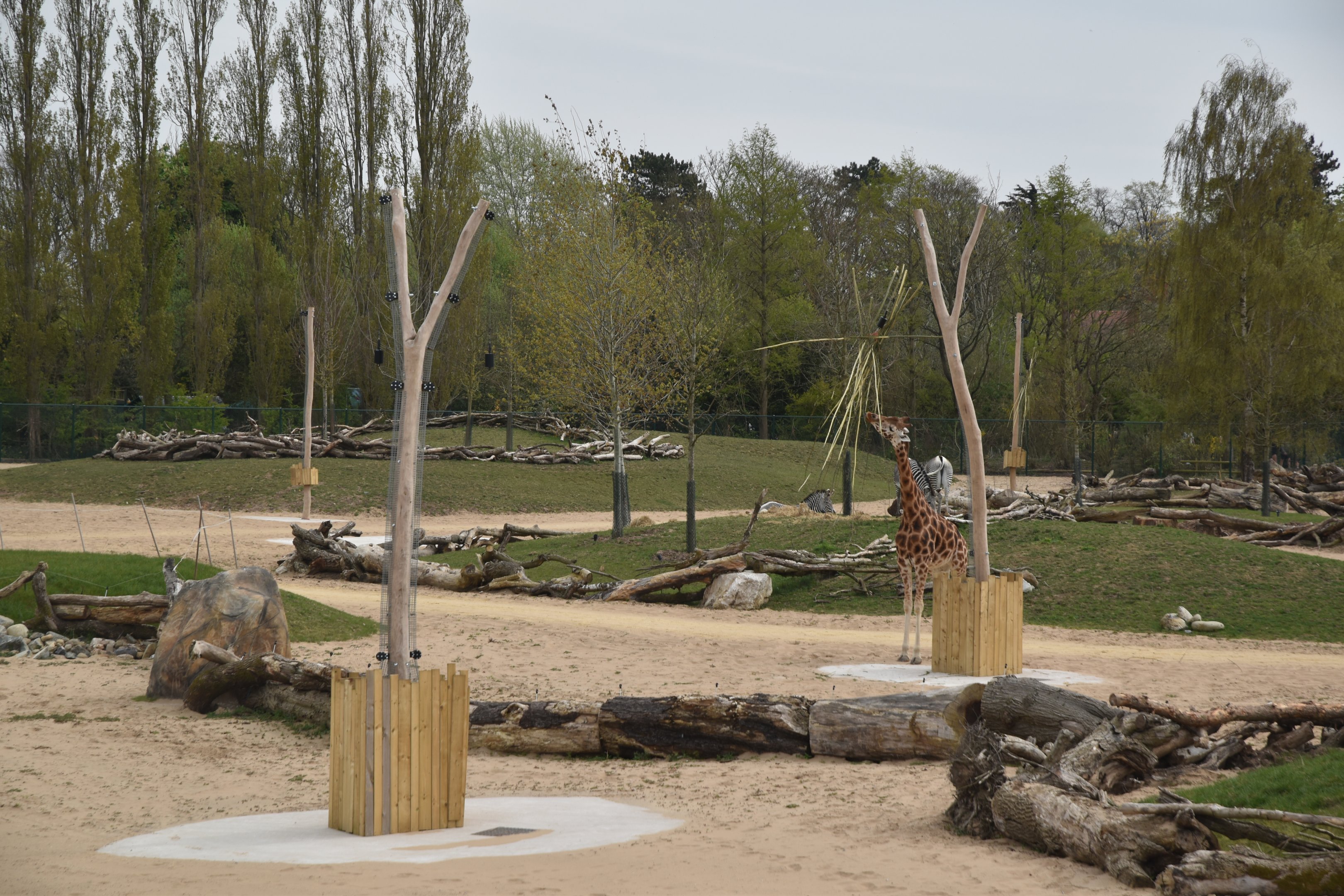 Main Savannah, Heart of Africa at Chester, 12th April 2025