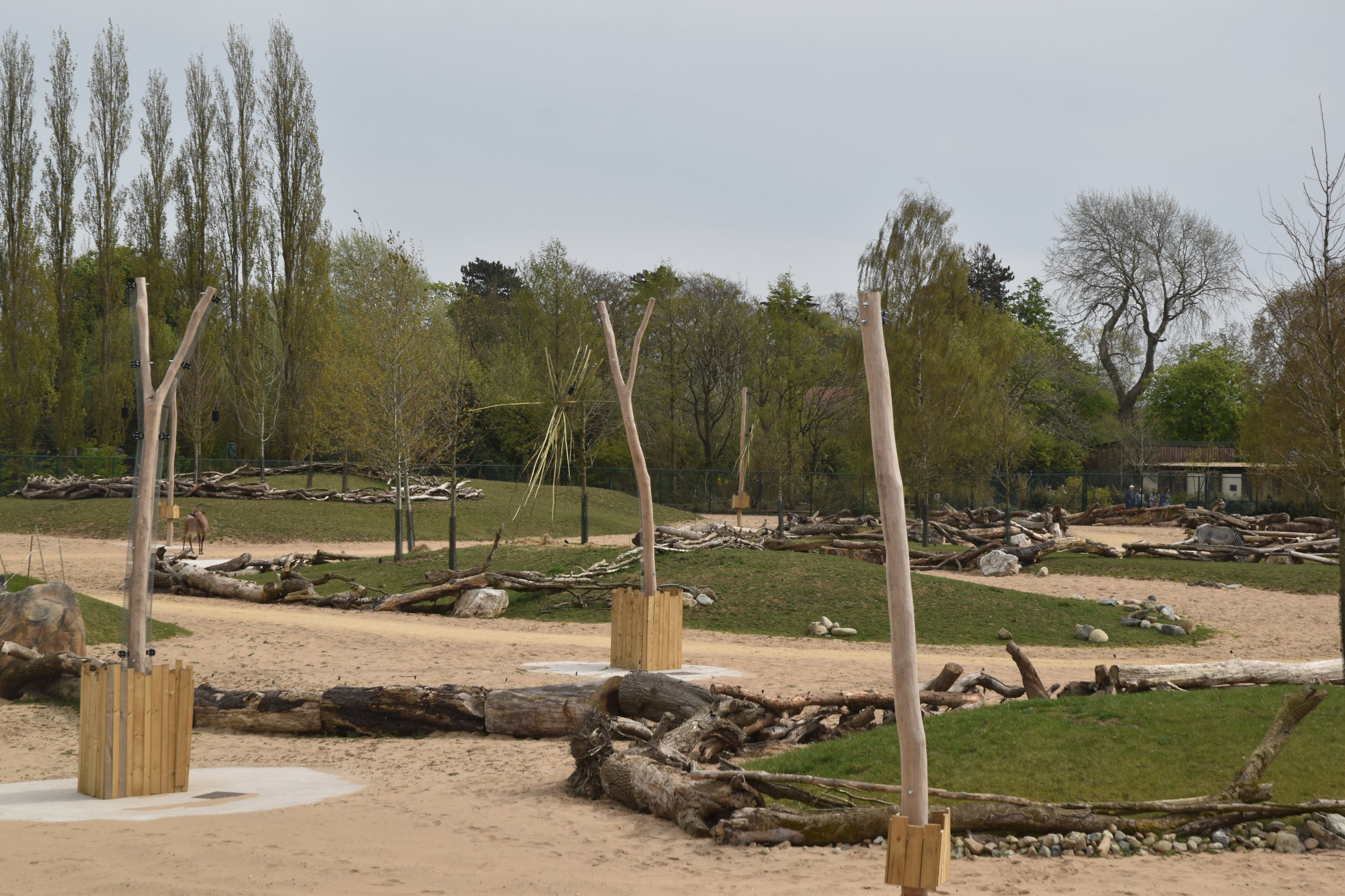 Main Savannah, Heart of Africa at Chester, 12th April 2025