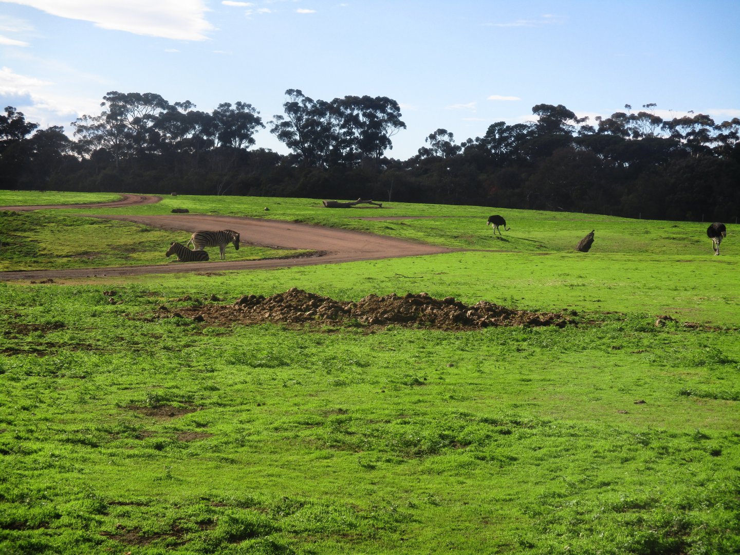 Main Savannah - June 2016