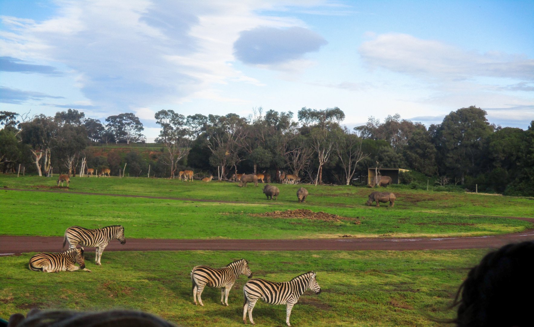 Main Savannah - June 2016