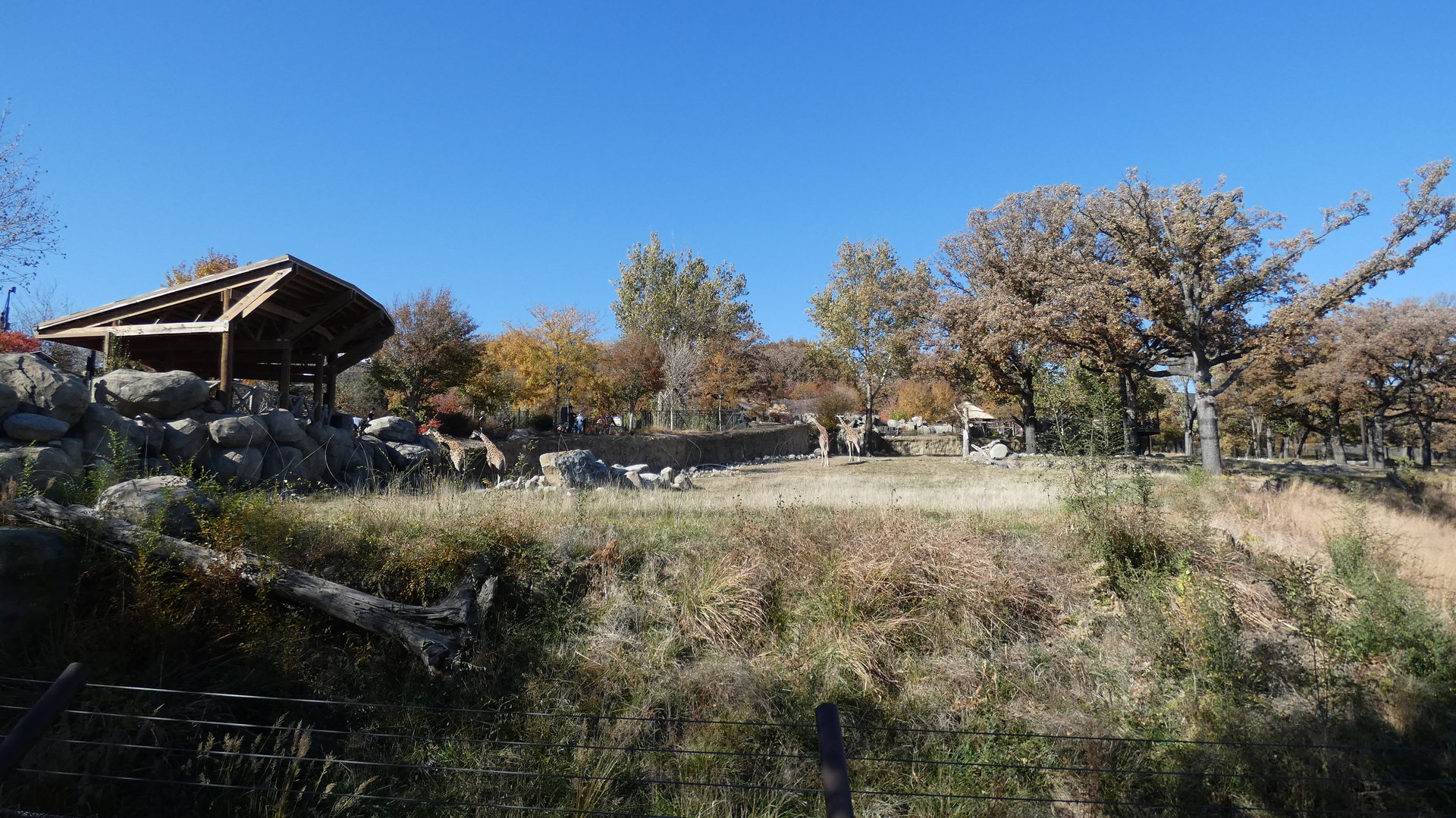 Main Savannah Pasture, The African Grasslands - Oct. 2022