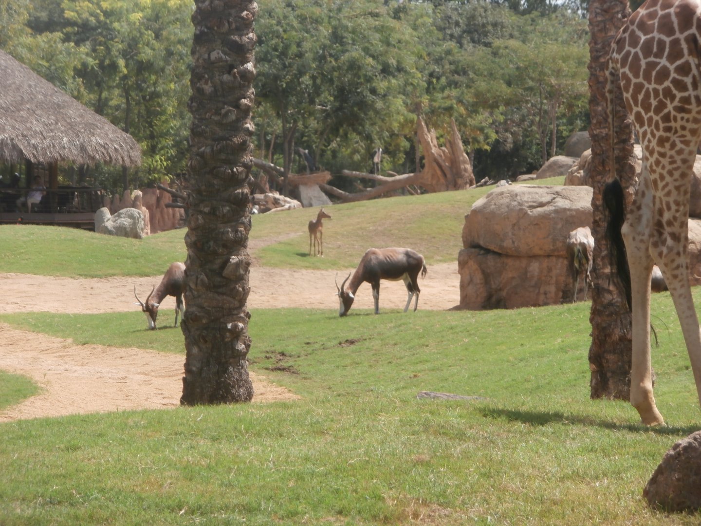 Main savannah (with Blesbok, Impala and Rothschild's giraffe) -Bioparc Valencia (Summer 2017)