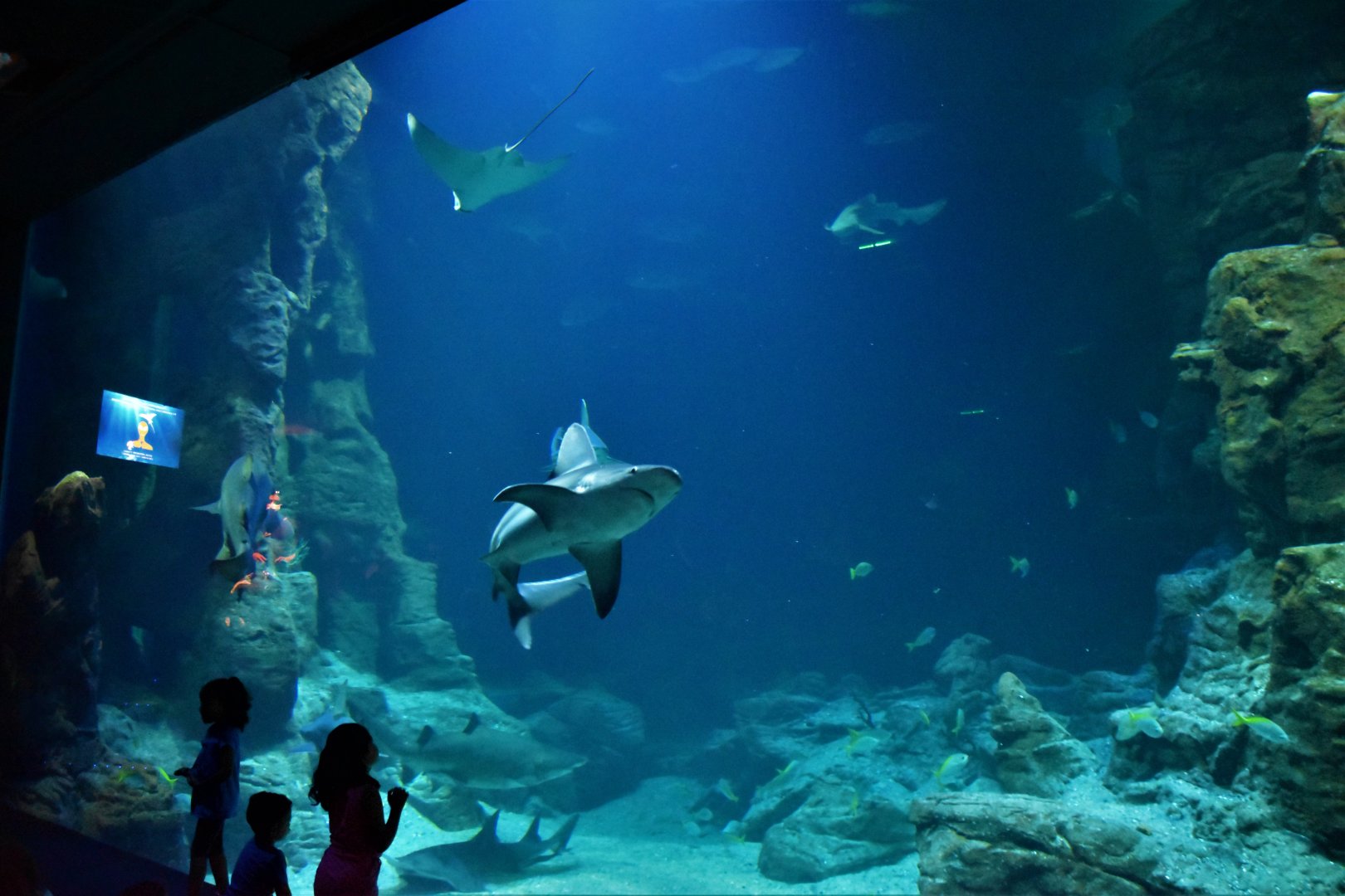 Main shark tank large viewing window