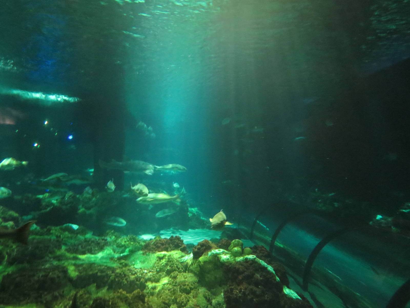 Main shark tank, March 2015