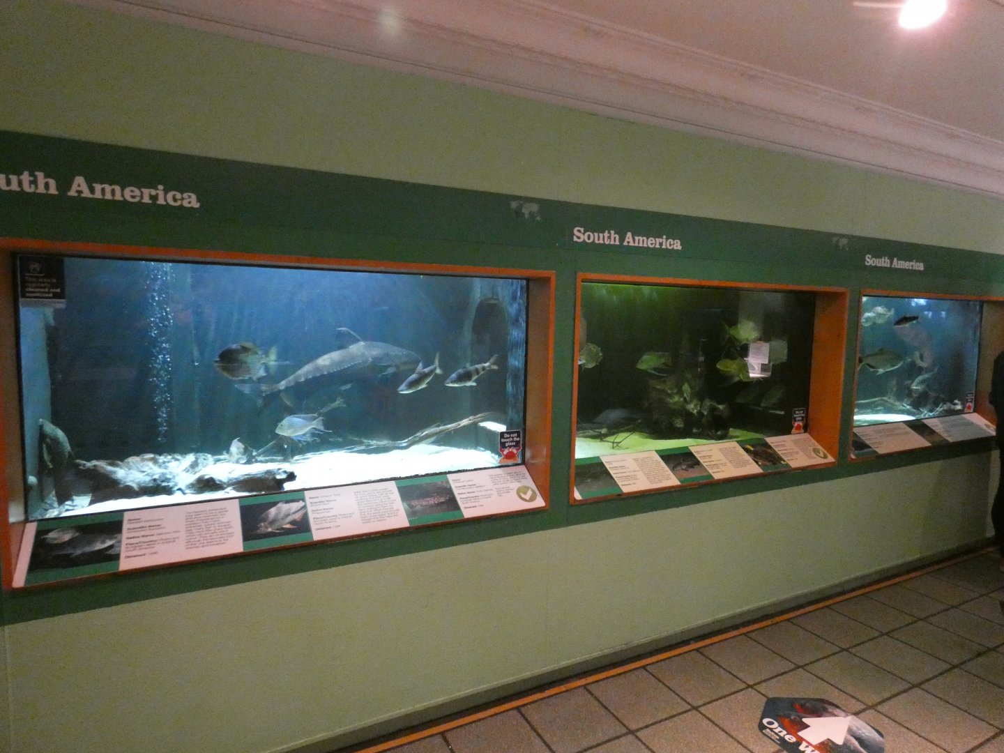 Main South America tank