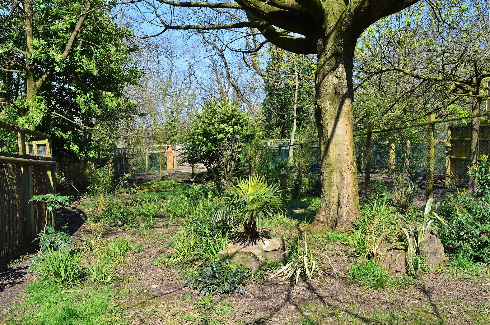 Main Southern cassowary paddock.