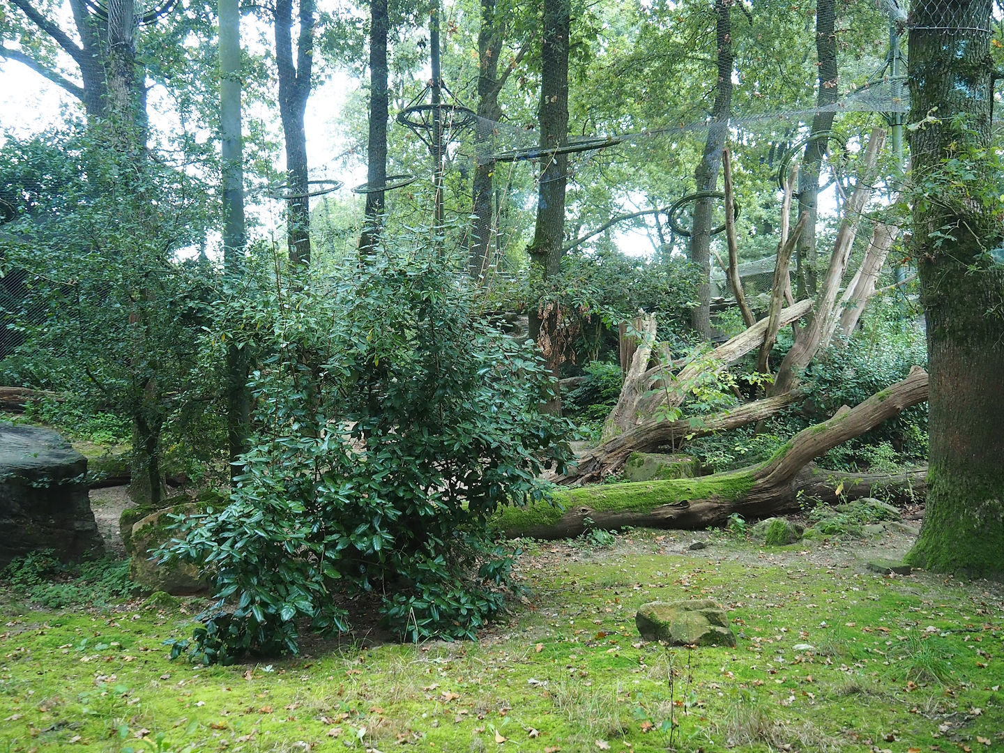 Main Sri Lankan leopard exhibit, 2023-10-07