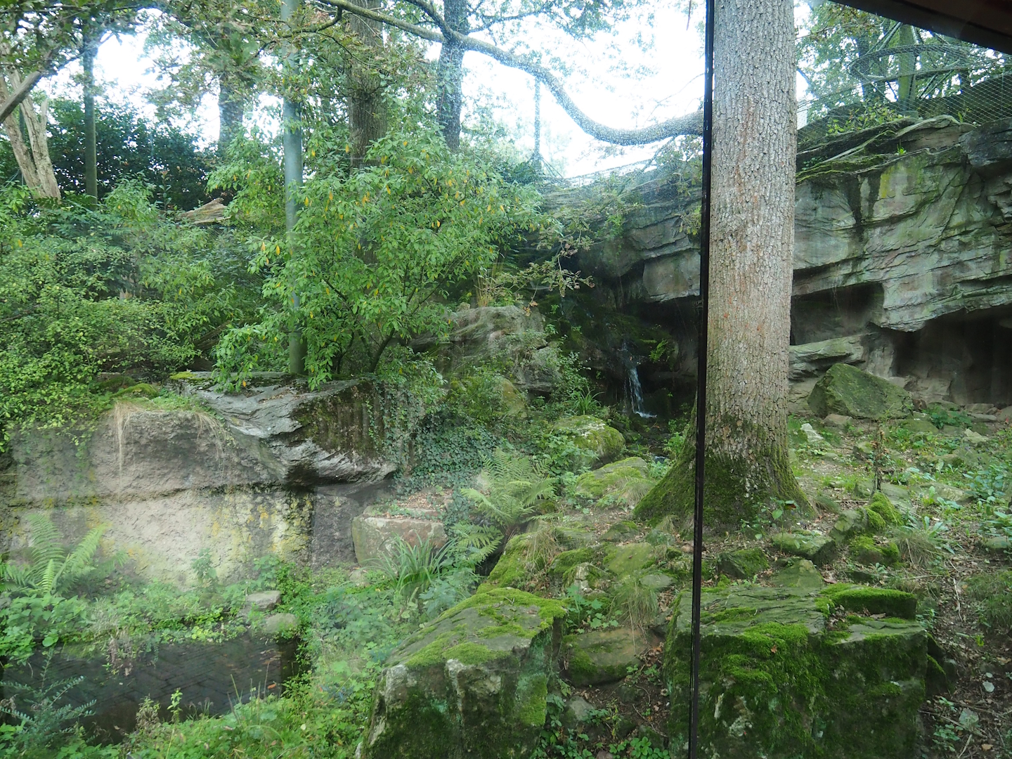 Main Sri Lankan leopard exhibit, 2023-10-07