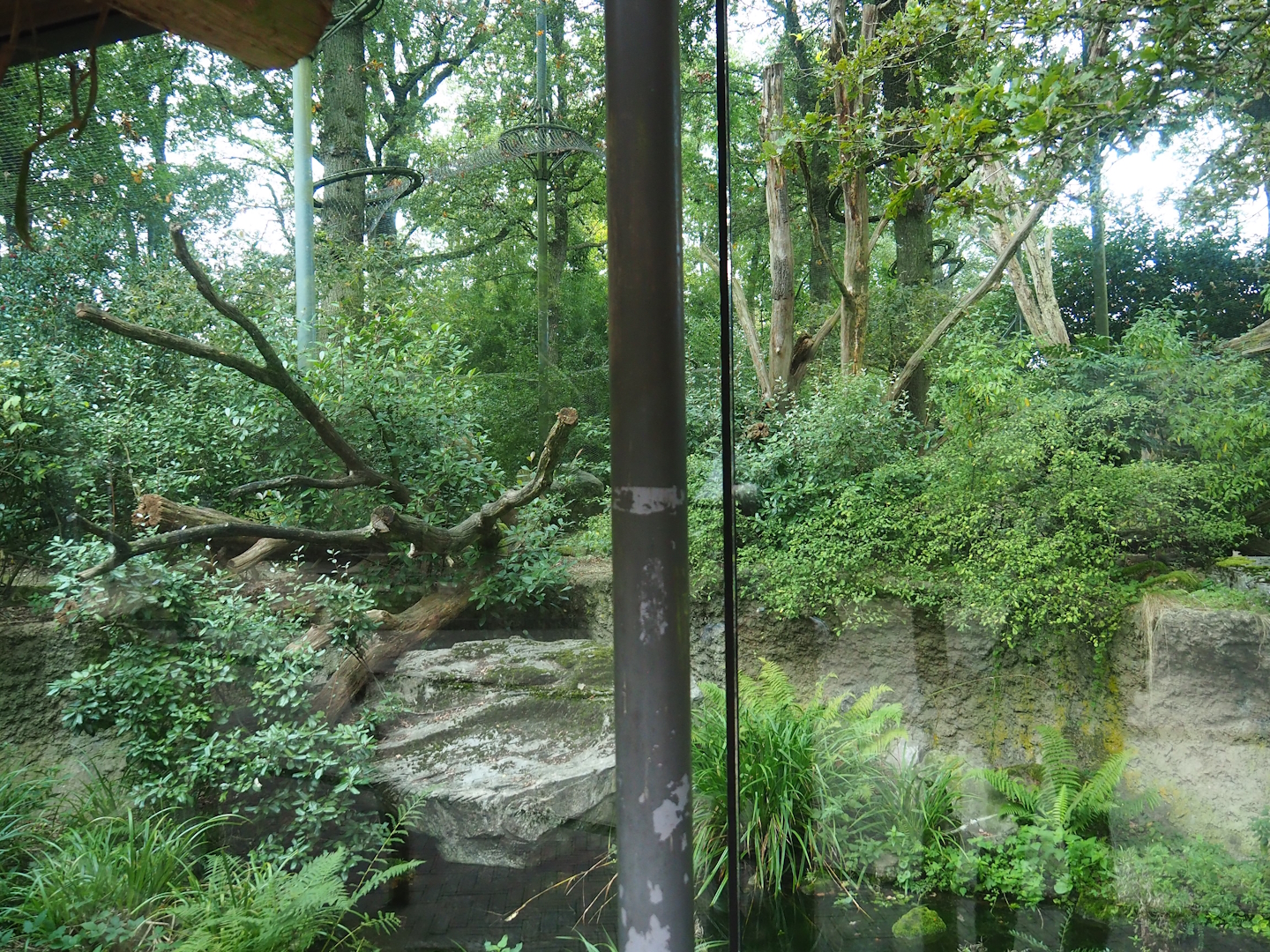 Main Sri Lankan leopard exhibit, 2023-10-07