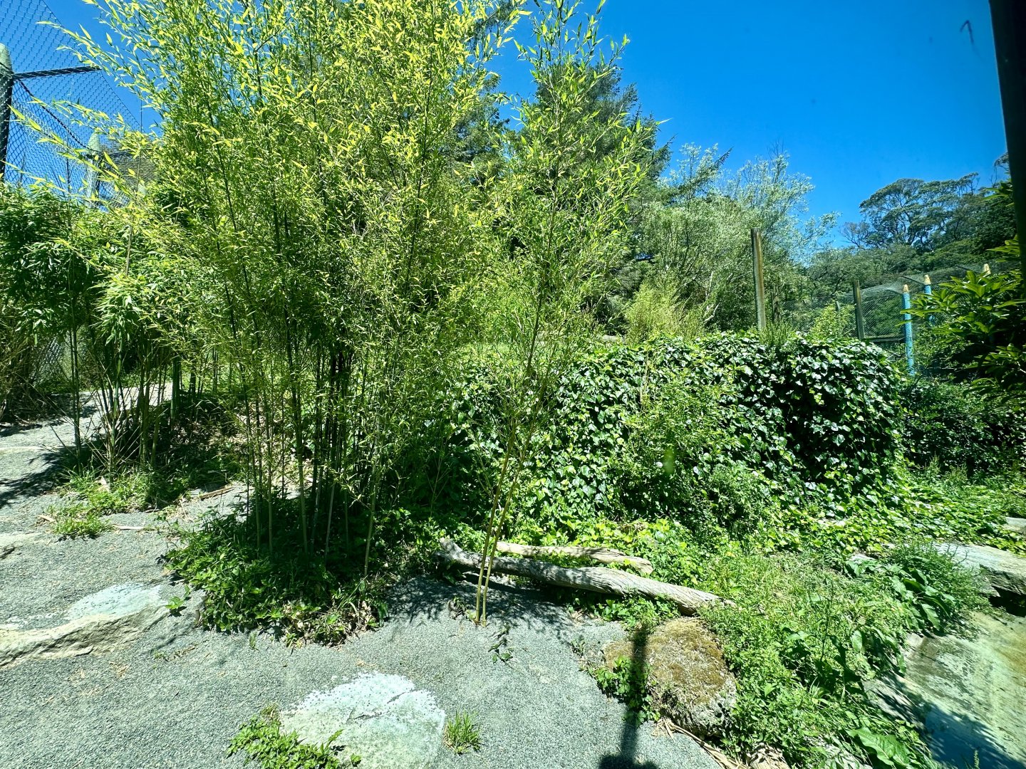 Main Sumatran Tiger Exhibit
