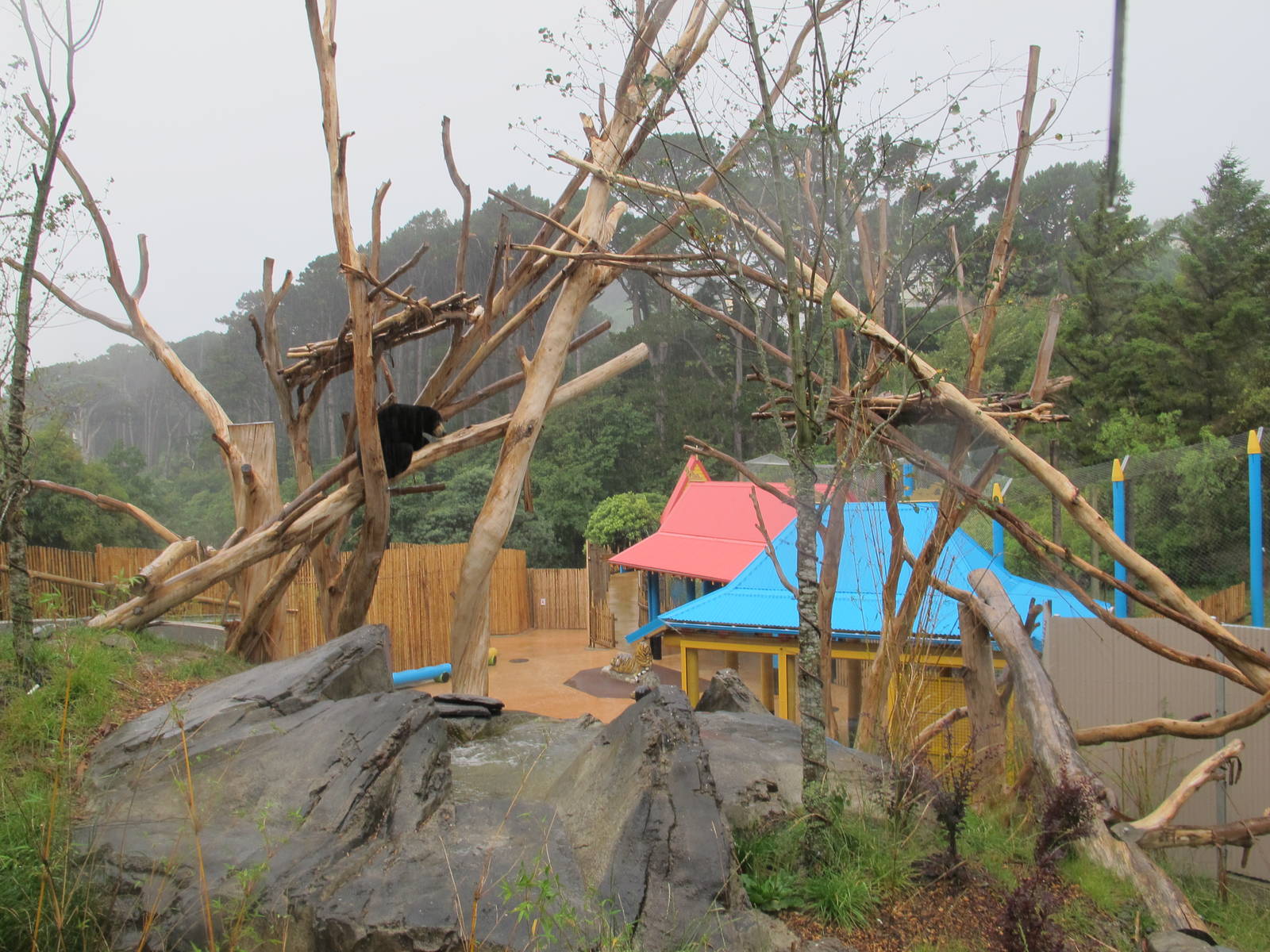 Main Sun Bear Exhibit - Wellington Zoo 2013
