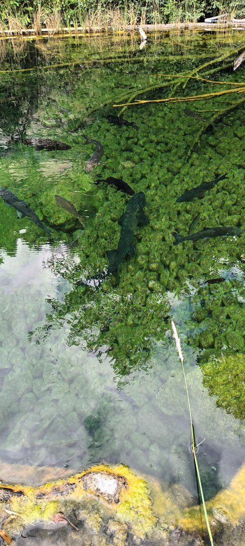 Main Tank above Water