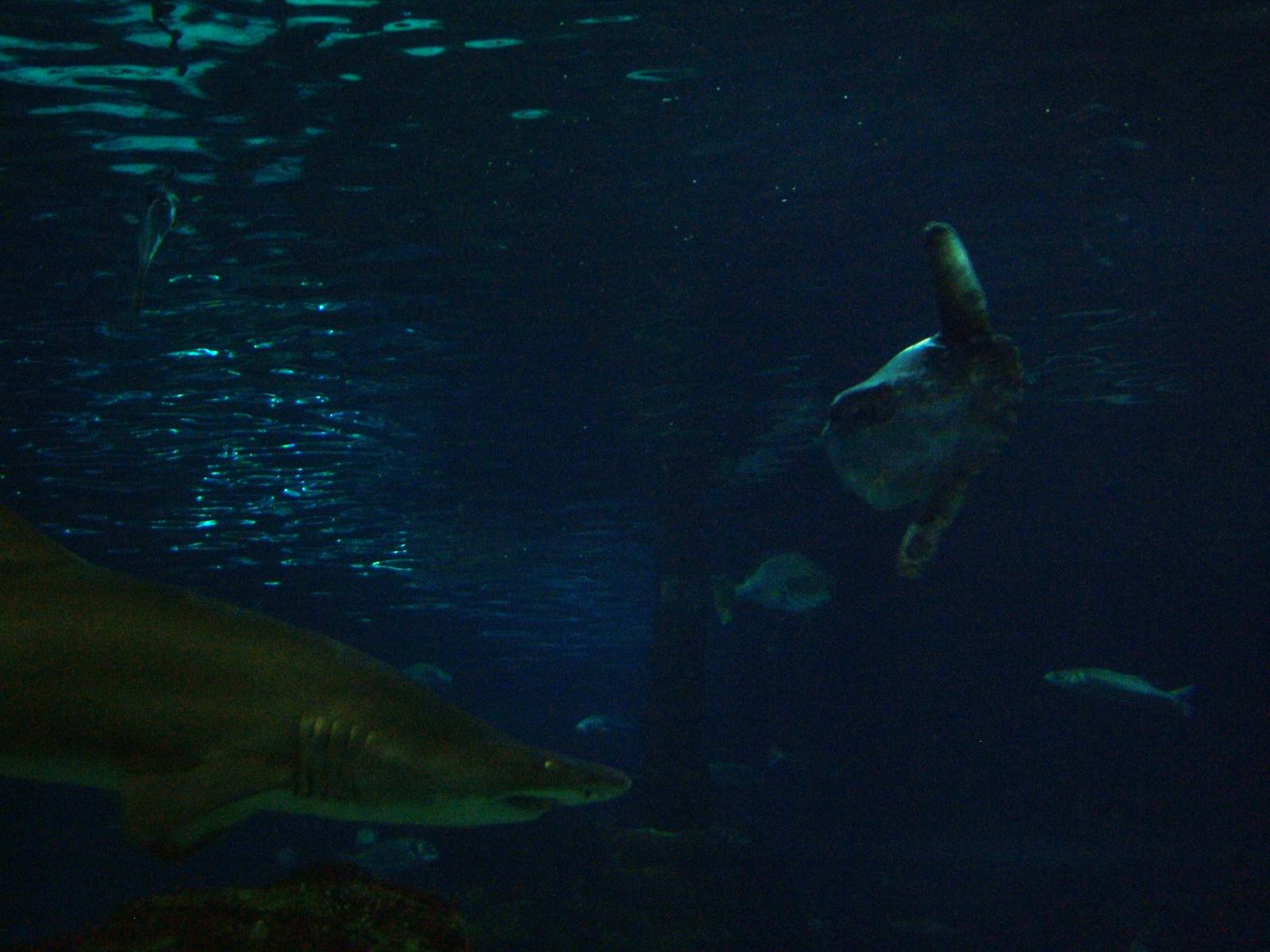 Main Tank at Barcelona Aquarium, 31/05/11