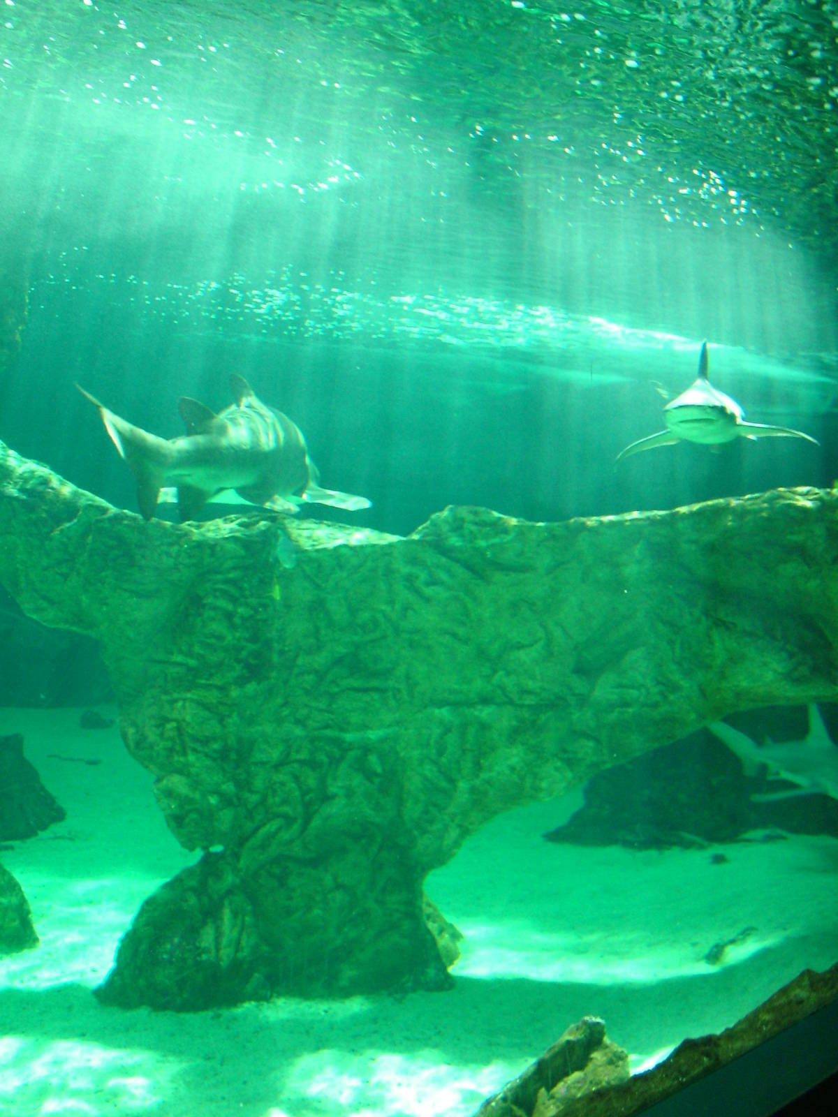 Main Tank at Madrid Zoo Aquarium, 26/05/11