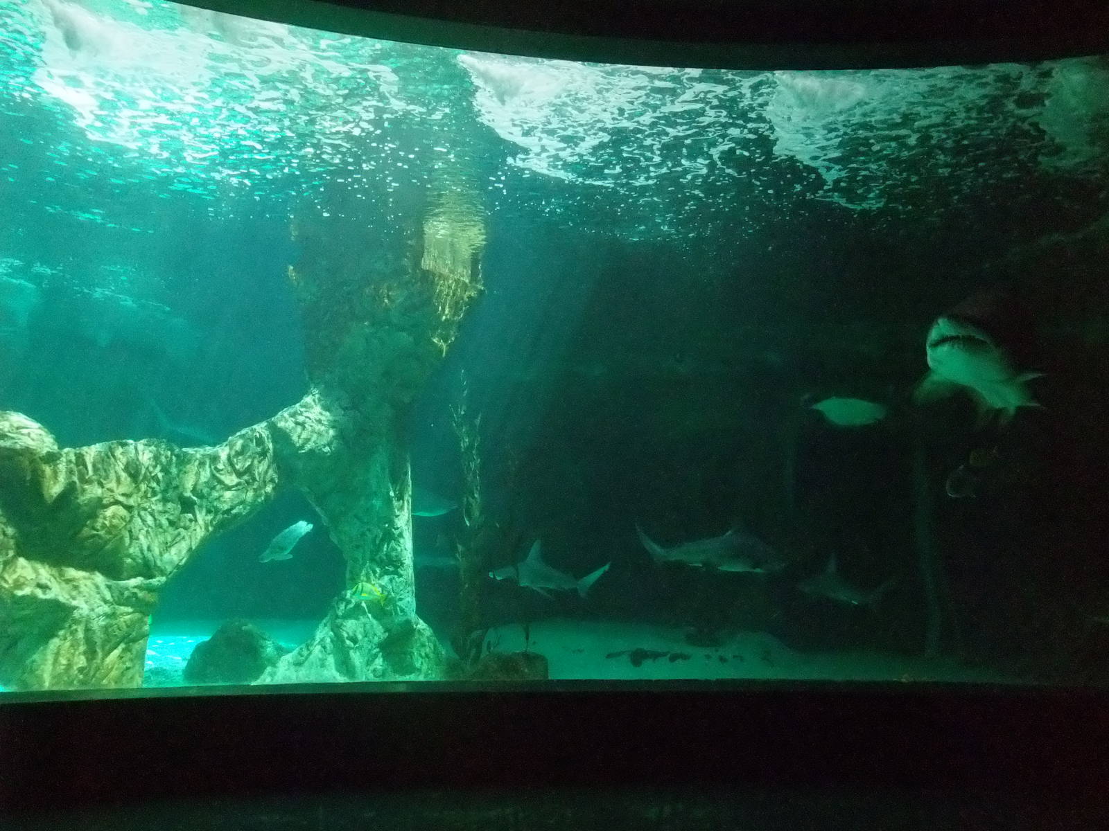 Main Tank at Madrid Zoo Aquarium, 26/05/11