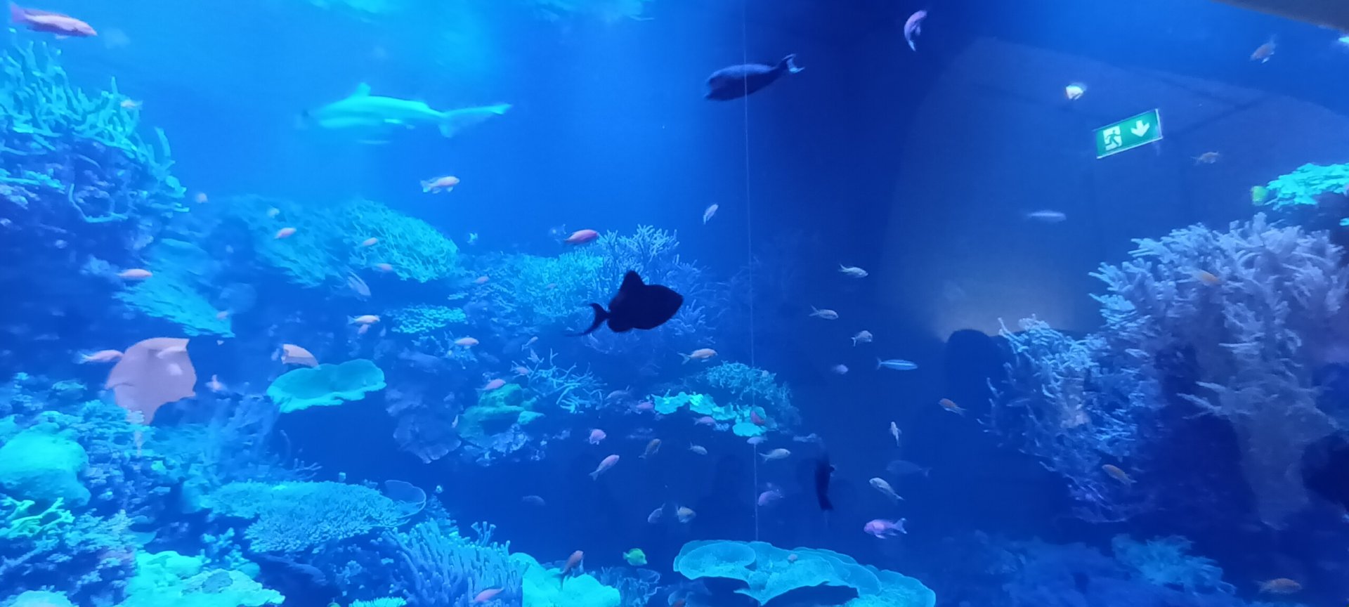 Main Tank: Black Triggerfish, Blacktip reef Shark and other Reef Fishes