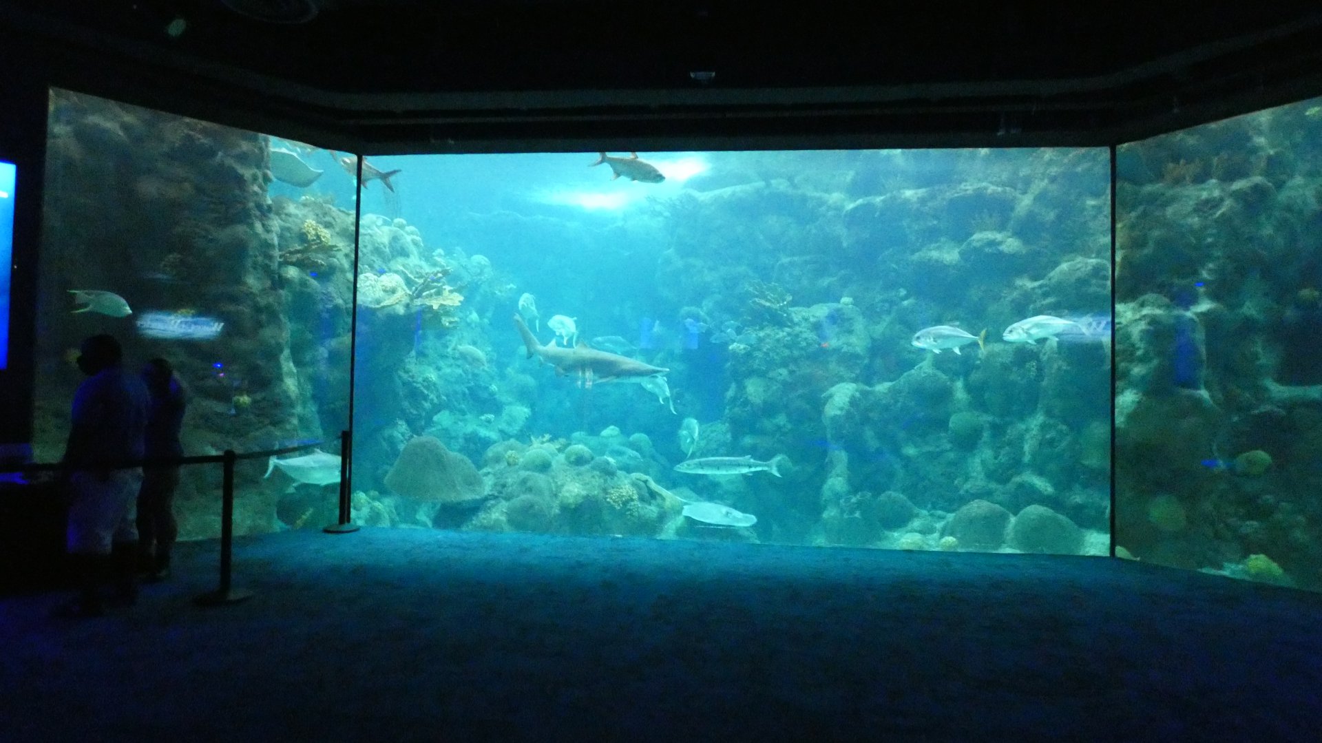 Main Tank, Coral Reef - Aug. 2021