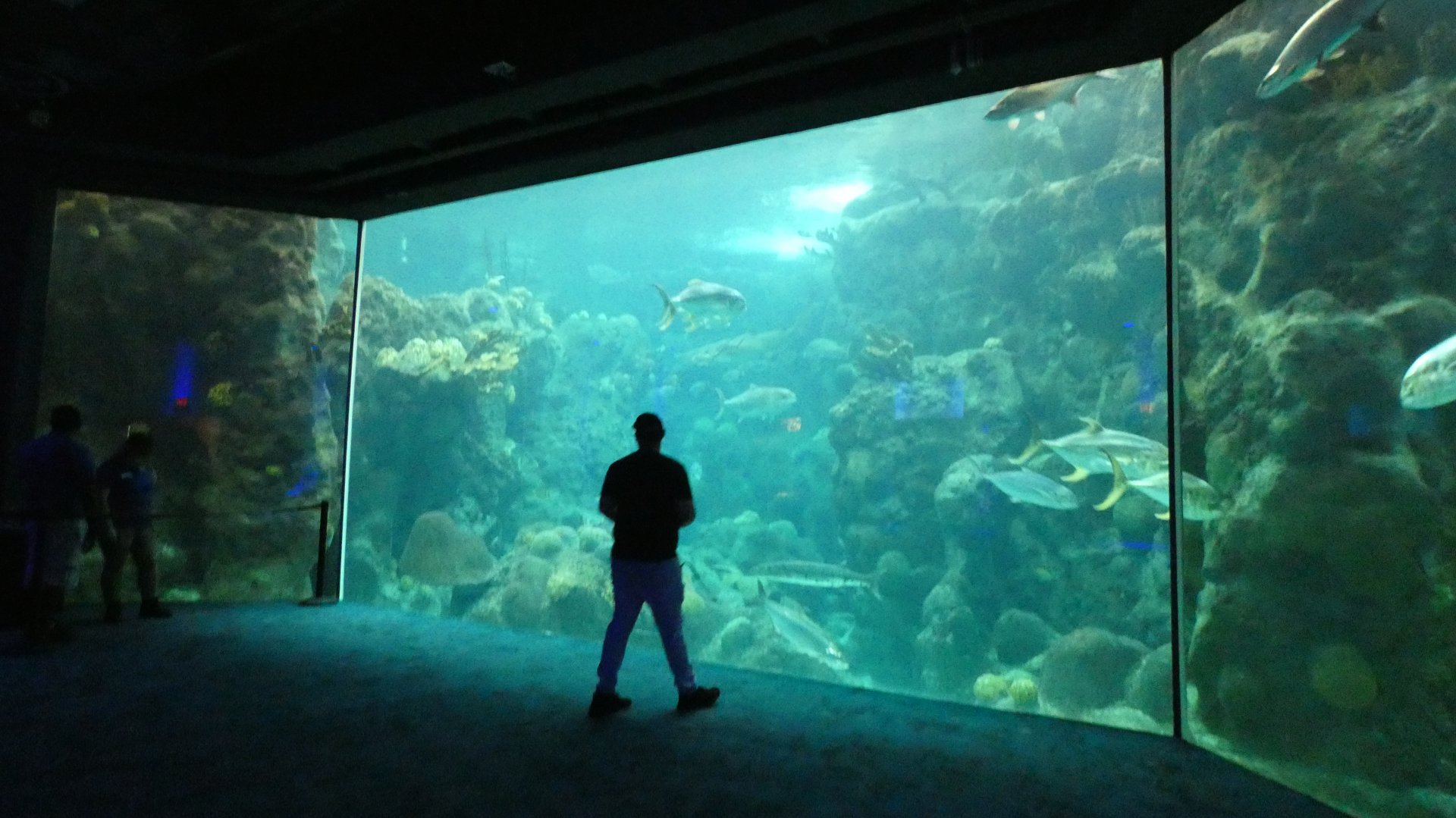 Main Tank, Coral Reef - Aug. 2021