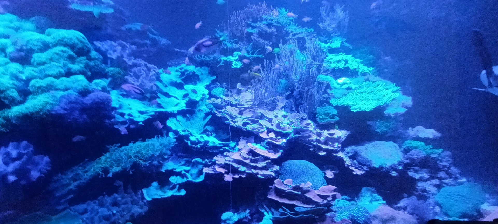 Main Tank: Coral Reef with Palette blue Surgeonfish and other smaller Reef Fishes