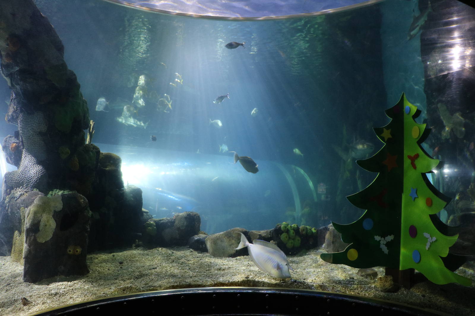 Main tank decorated for Christmas, January 2016