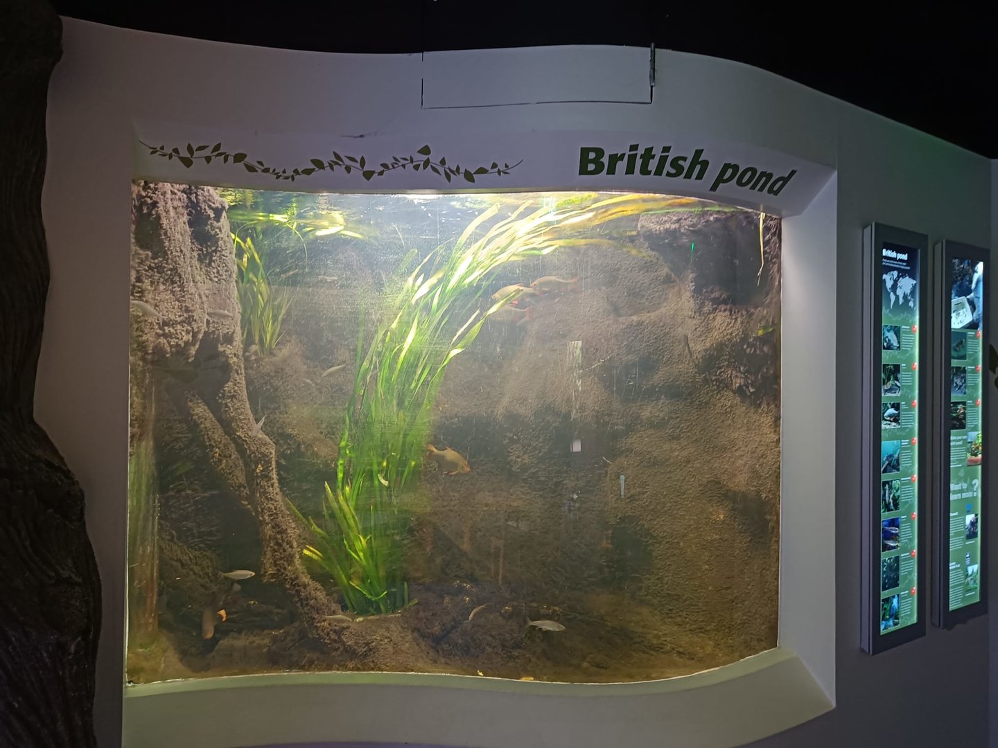 Main Tank in British Ponds