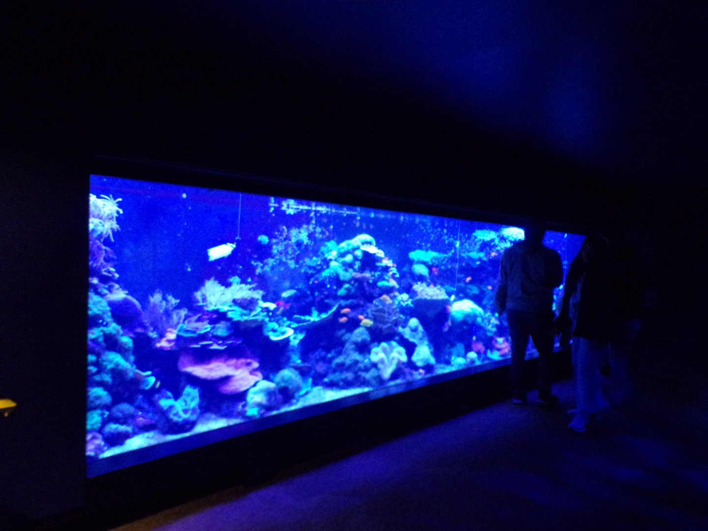 Main tank in the Tiny Giants building 11.2.25