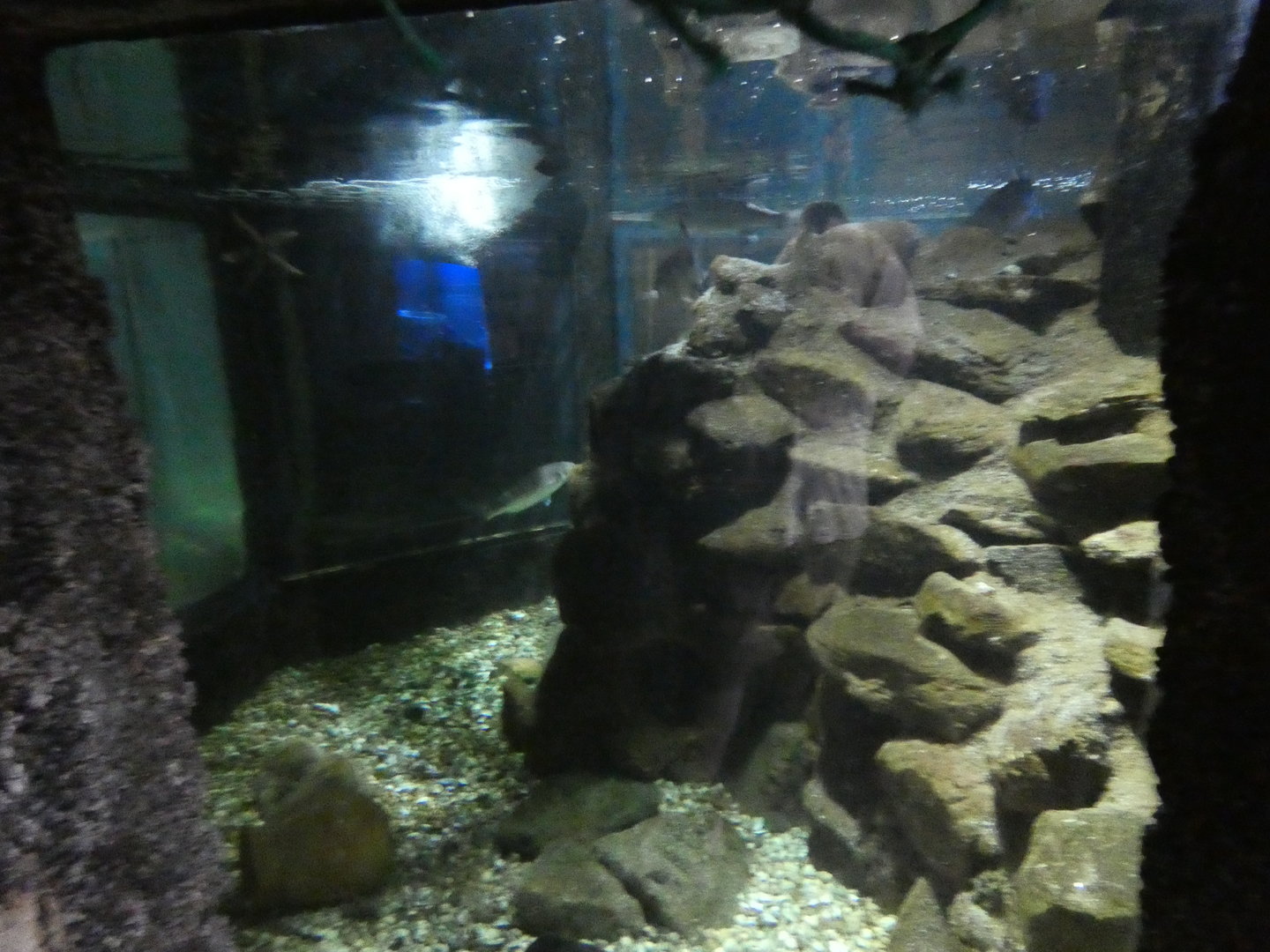 Main tank of Shipwreck area - Anglesey Sea Zoo