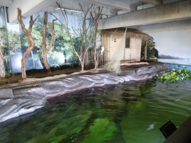 Main tank on the zoo's thematic freshwater aquarium - Belo Horizonte zoo