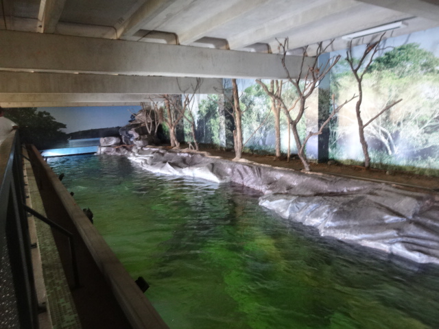 Main tank on the zoo's thematic freshwater aquarium - Belo Horizonte zoo