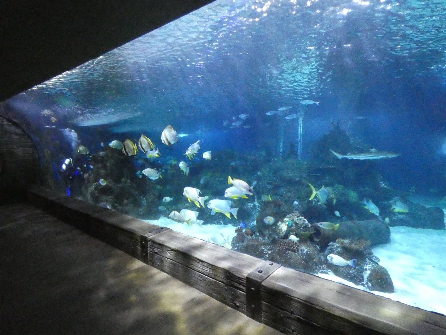Main tank - Skegness Aquarium