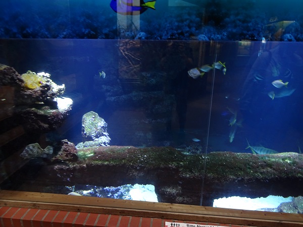 Main tank (species list in description) (07/22)