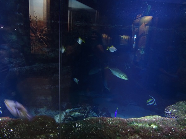 Main tank (species list in description) (07/22)