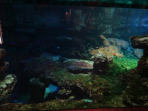 Main tank (species list in description) (07/22)