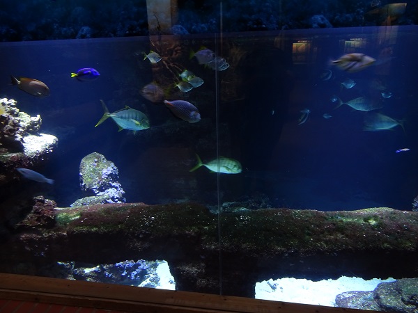 Main tank (species list in description) (07/22)