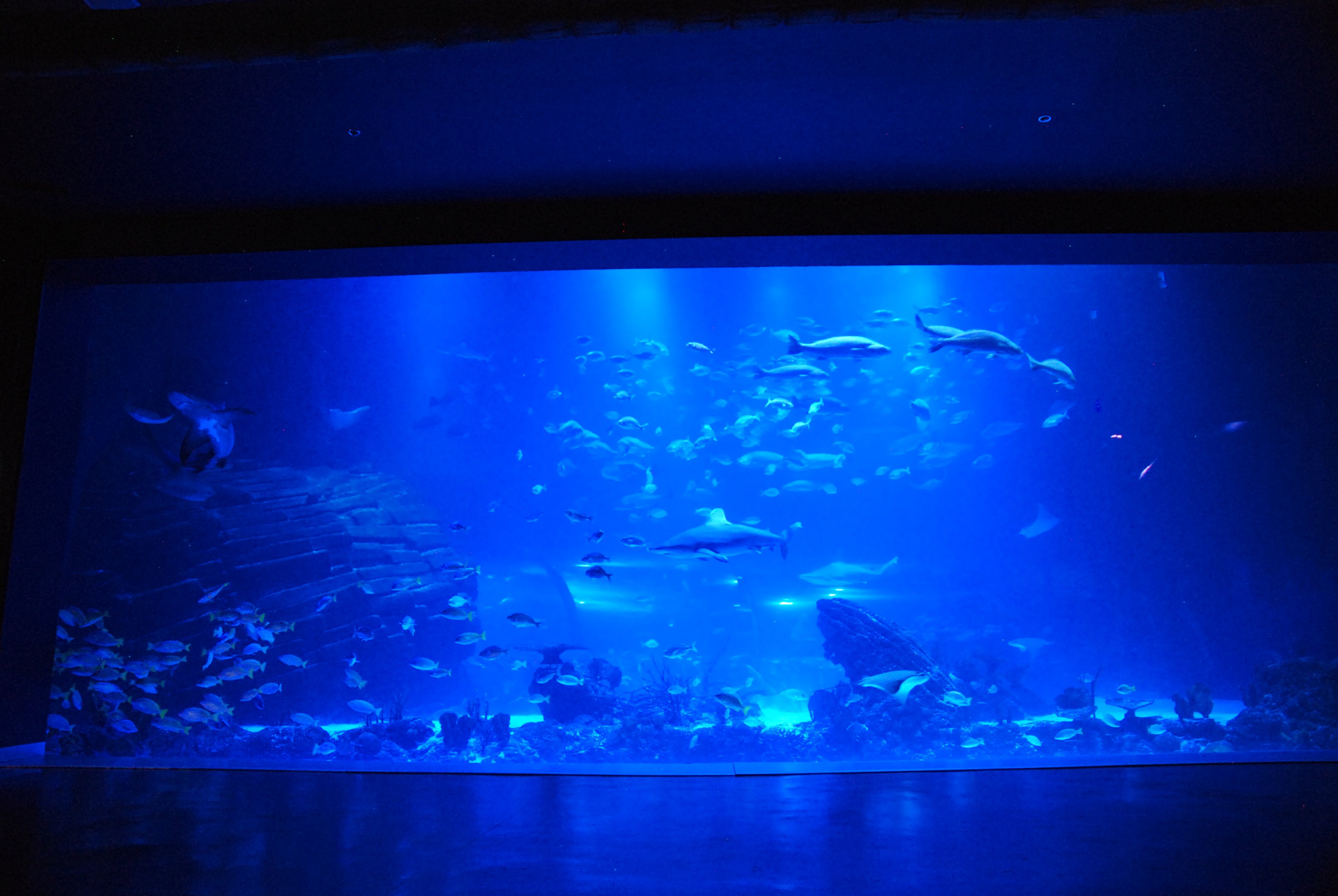 Main Tank View at Atlantis Aquarium Madrid, 20th May 2022