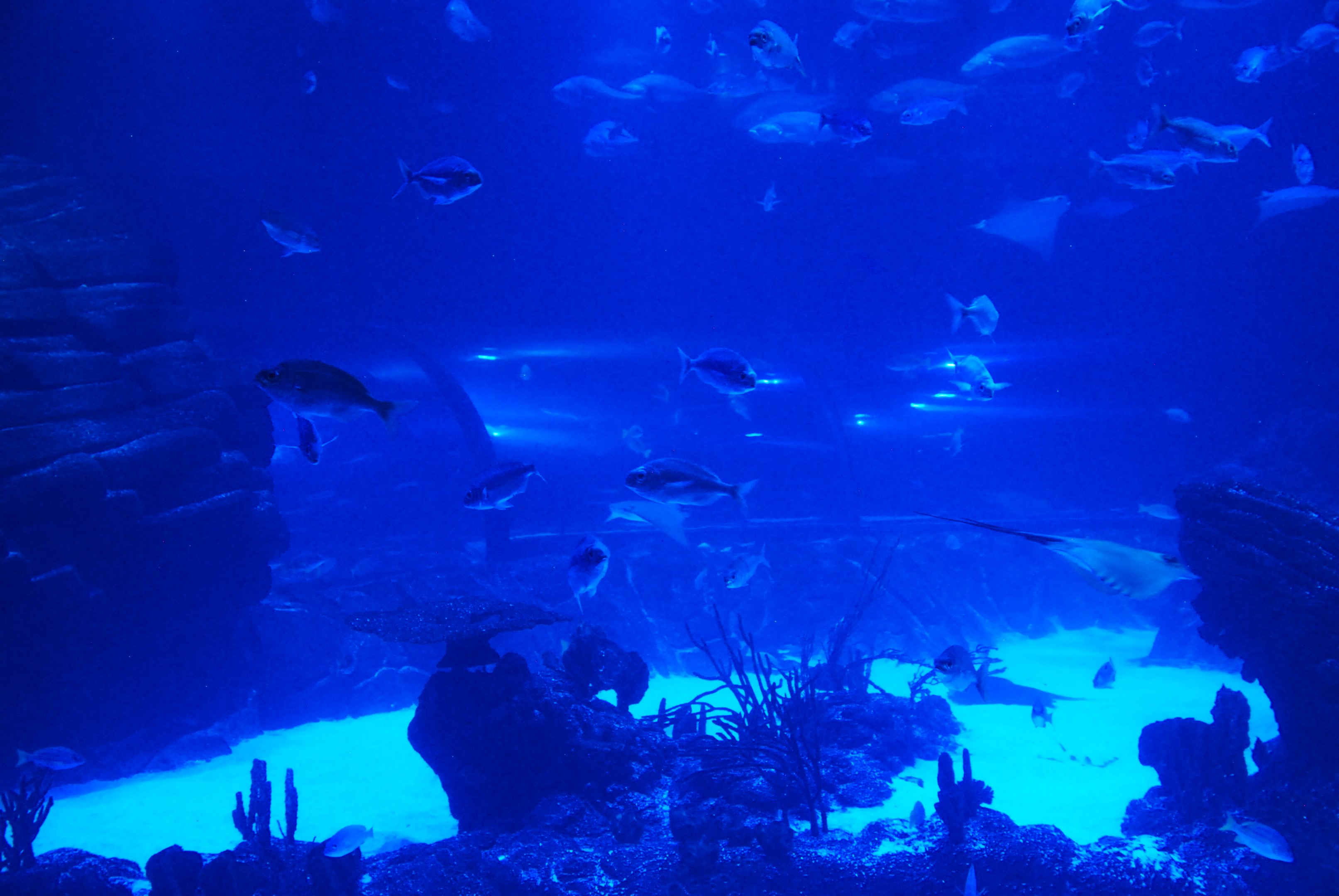 Main Tank View at Atlantis Aquarium Madrid, 20th May 2022