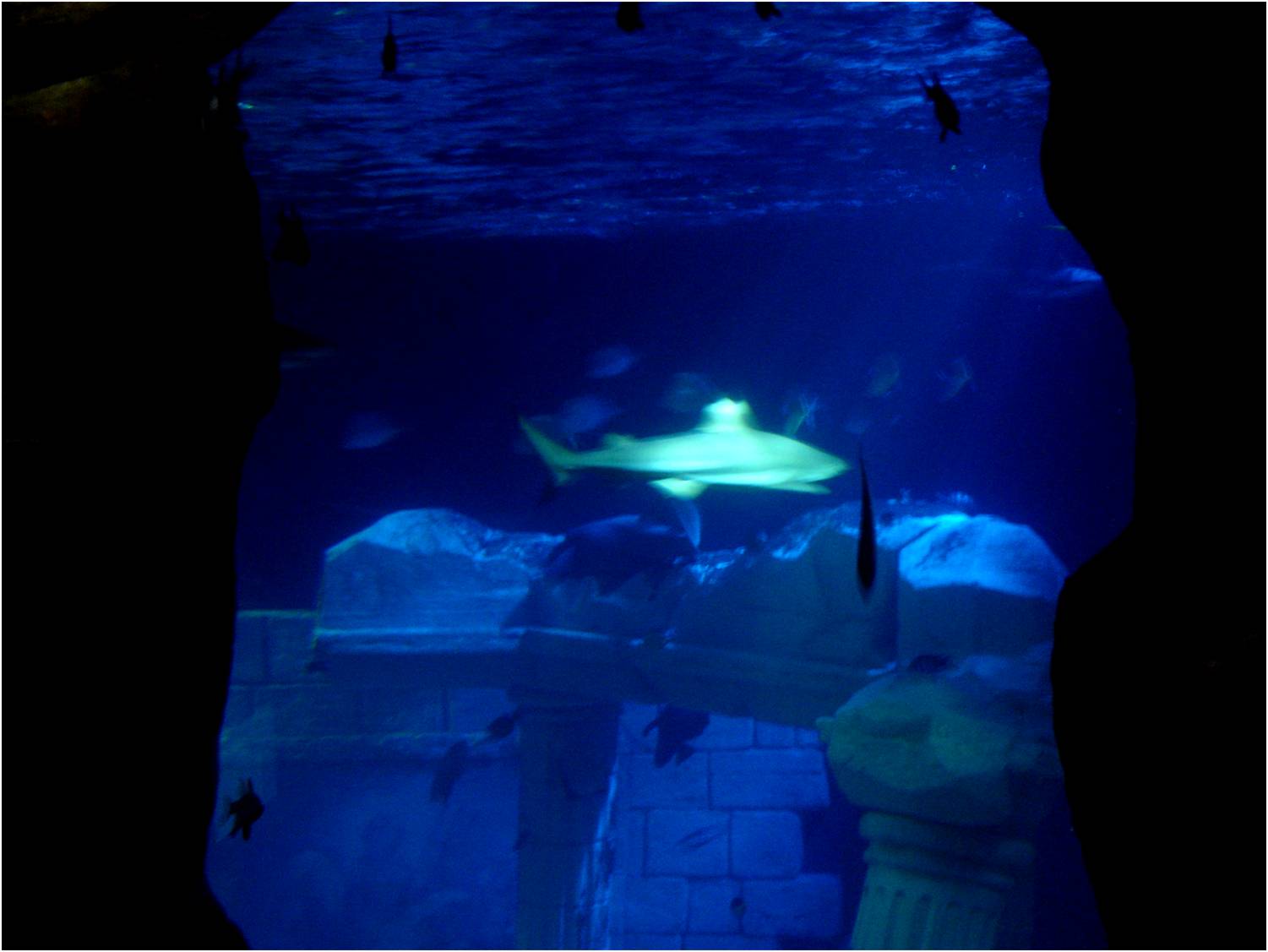 Main Tank View at Sea Life Porto, 21/04/11