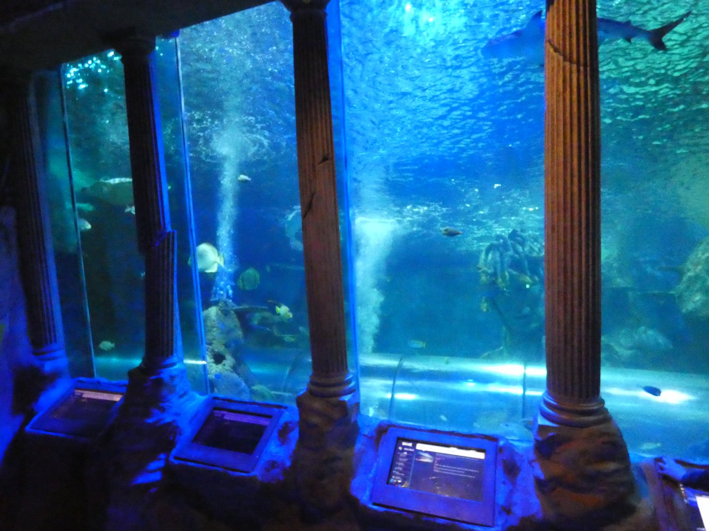 Main tank viewing area