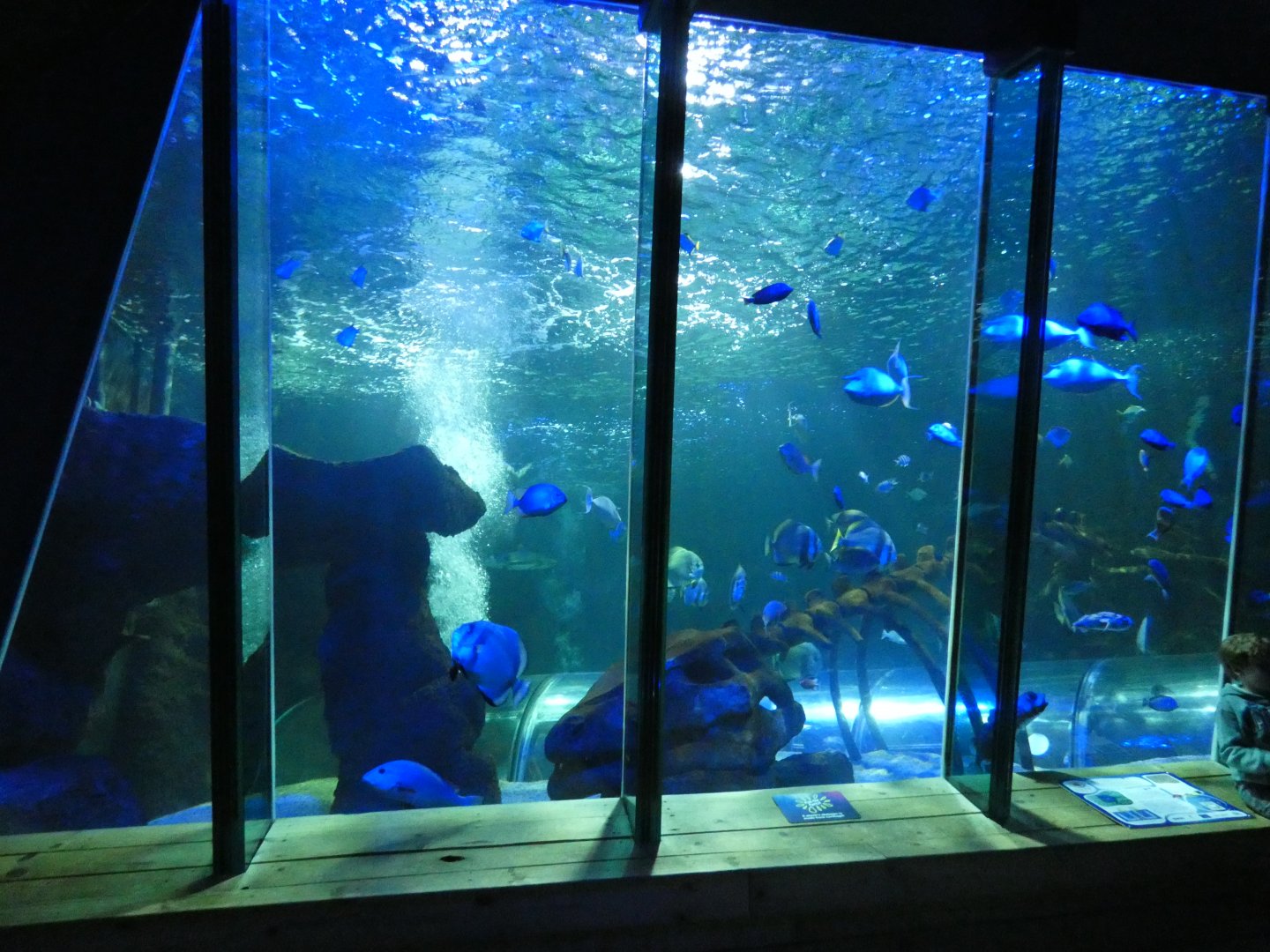 Main tank viewing area