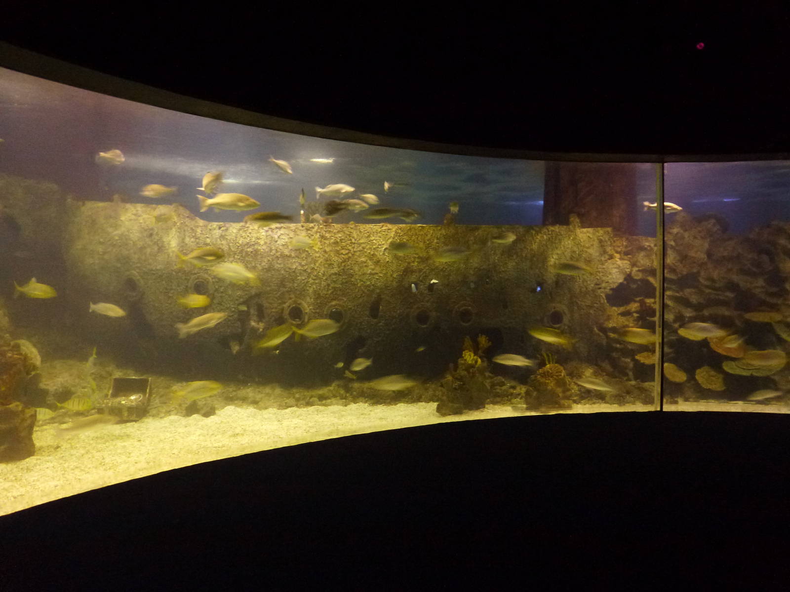 Main tank viewing, June 2013.