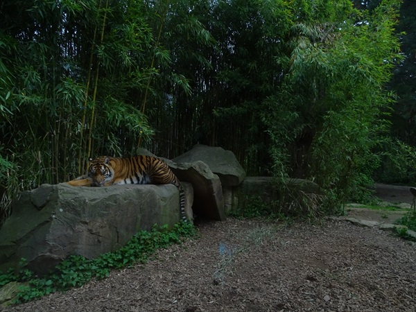 Main tiger enclosure
