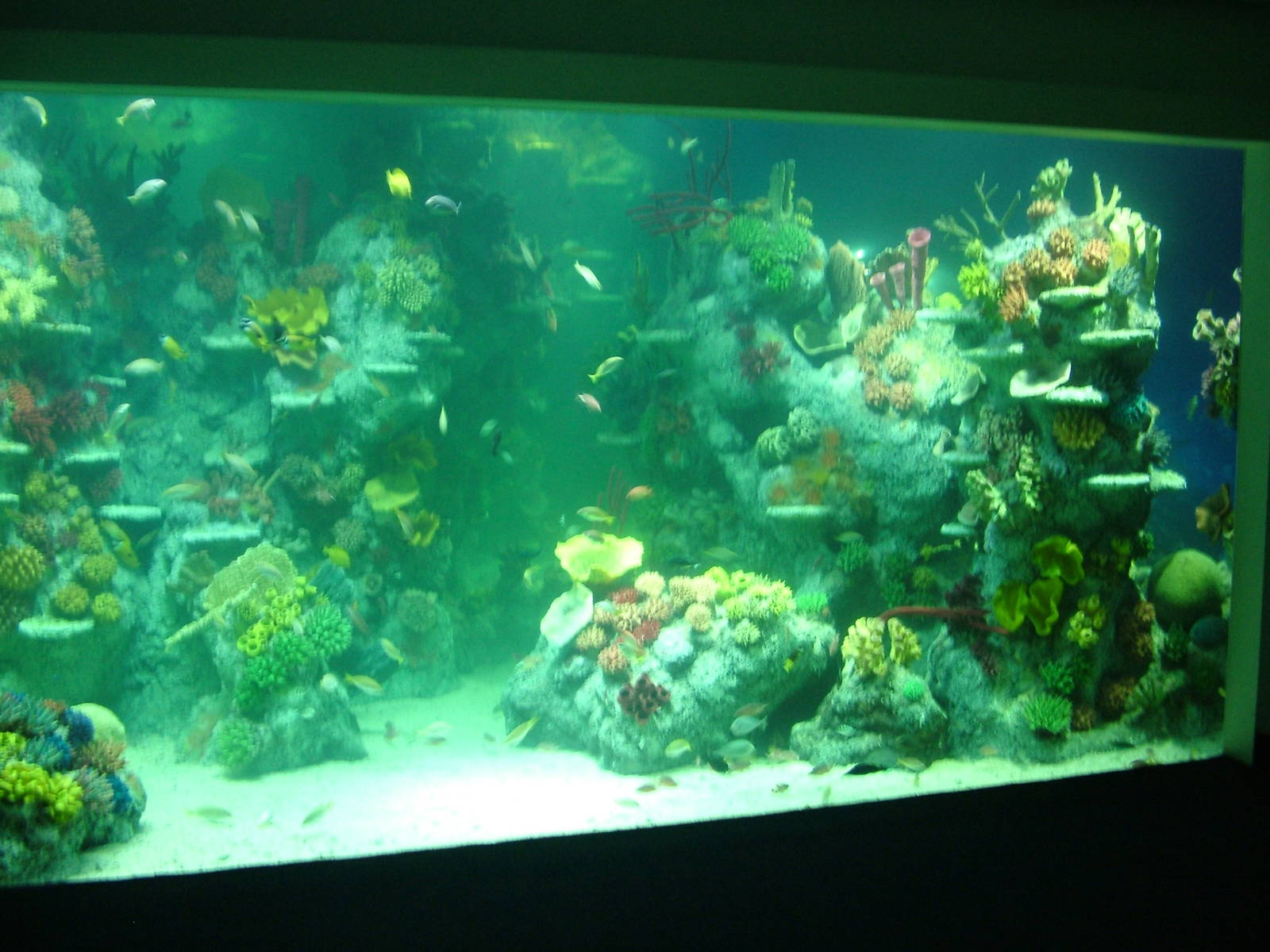 Main tropical shark tank at Blue Reef Bristol 19/12/09