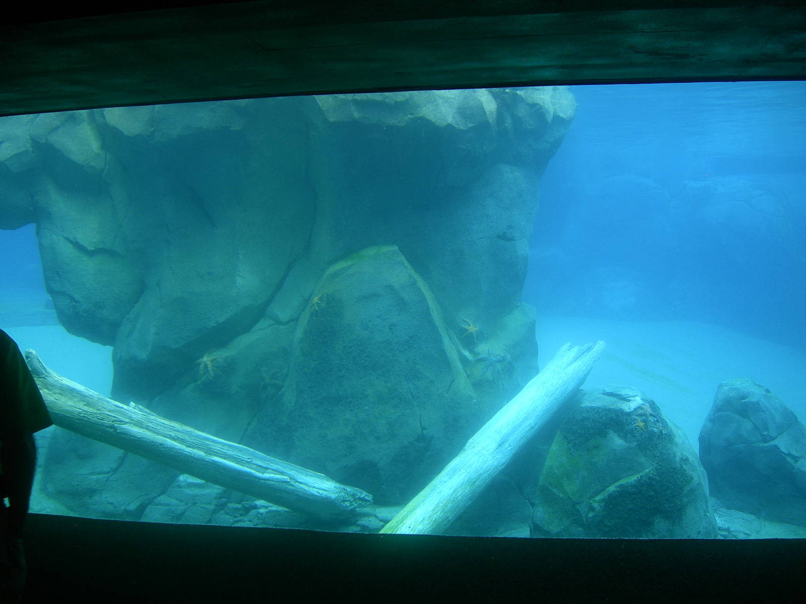 Main underwater viewing for Sea Lions