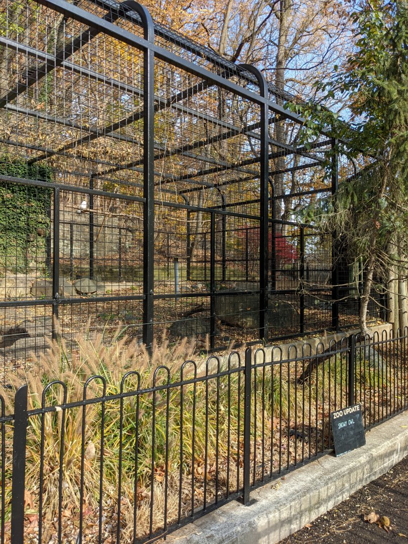 Main Valley - 1.0 Snowy owl