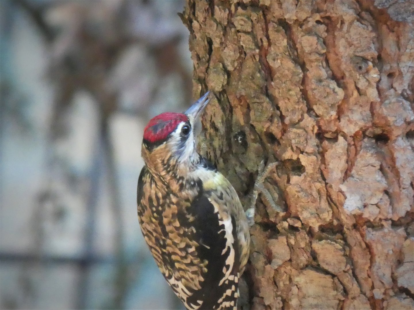 Main Valley - Yellow-bellied Sapsucker (Wild)
