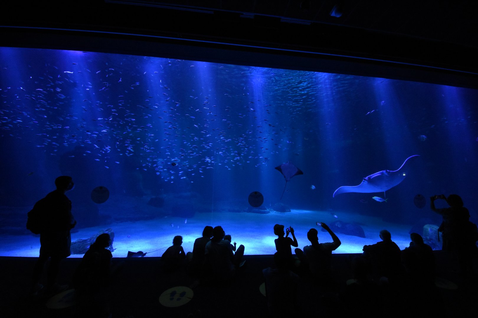 Main view into the open ocean tank