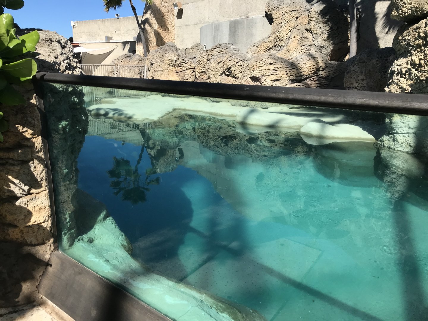 Main view of the monk seal exhibit
