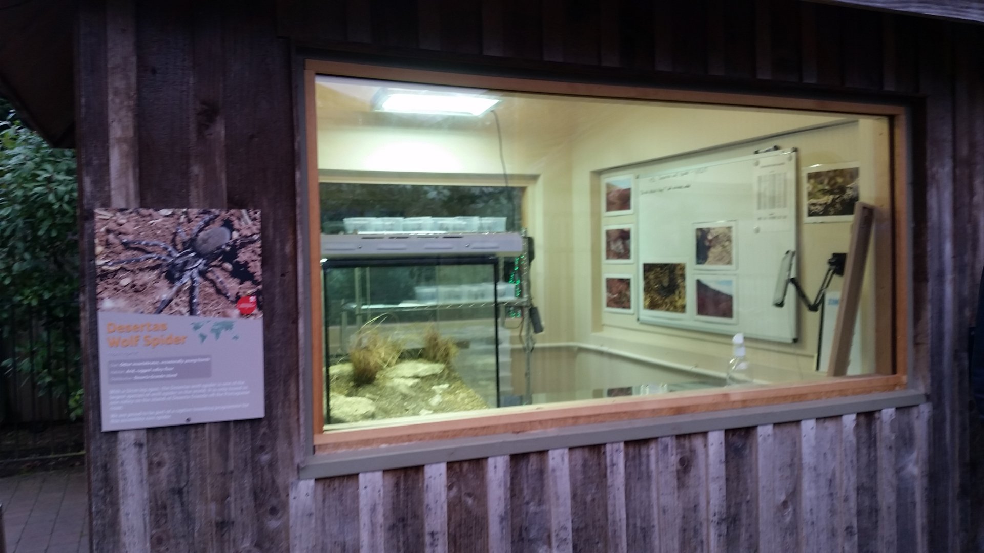 Main view of wolf spider rearing room